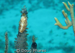 Cozumel  by Doug Phares 